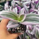 1Pcs Wholesale Plants Tradescantia Nanouk (Starter Plugs) Pink Variegated Wandering Jew Live Plant