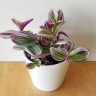 Nanouk (Starter Plugs) Pink Variegated Wandering Jew Live Plant 2Pcs Wholesale Plants Tradescantia