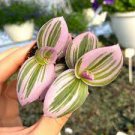 Live Plant 4Pcs Nanouk (Starter Plugs) Pink Variegated Wandering Jew Wholesale Plants Tradescantia