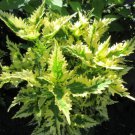 Live Plant 1Pcs Coleus Collins Gold Houseplants Live Starter Plants Rare Fast Growing Plants Modern