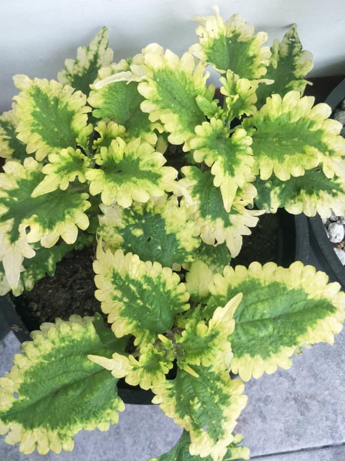 Live Plant 2Pcs Coleus Collins GoldHouseplants Live Starter Plants Rare Fast Growing Plants Modern