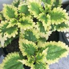 Live Plant 2Pcs Coleus Collins GoldHouseplants Live Starter Plants Rare Fast Growing Plants Modern
