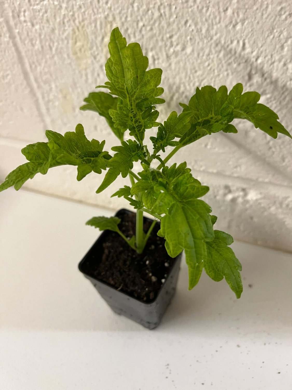 Live Starter Plants Rare Fast Growing Plants Modern Live Plant 4Pcs Coleus Collins GoldHouseplants