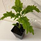 Live Starter Plants Rare Fast Growing Plants Modern Live Plant 4Pcs Coleus Collins GoldHouseplants