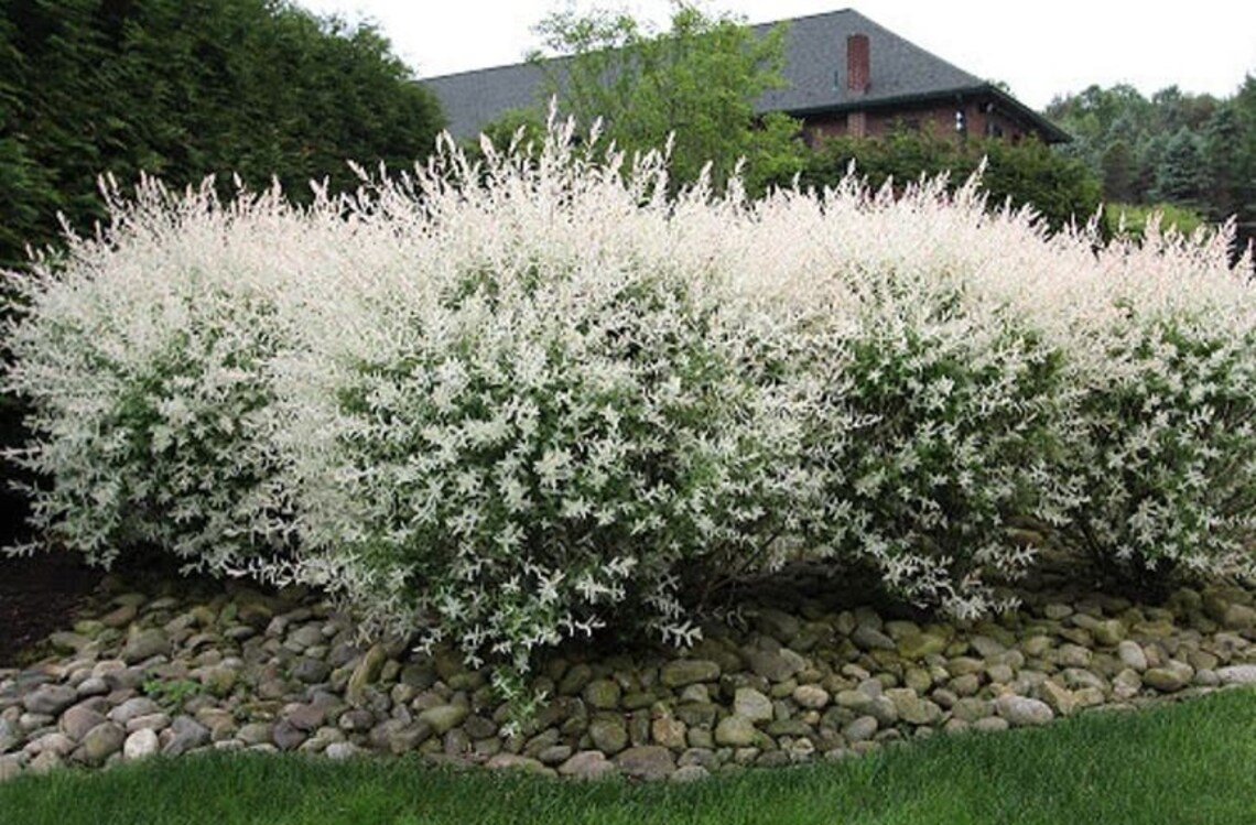 1Pcs White Dappled Japanese Willow Cutting Live Plant Cuttings No Roots