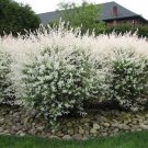 1Pcs White Dappled Japanese Willow Cutting Live Plant Cuttings No Roots