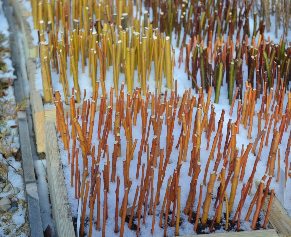 2 Cutting White Dappled Japanese Willow Live Plant Cuttings No Roots