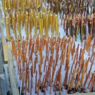 2 Cutting White Dappled Japanese Willow Live Plant Cuttings No Roots