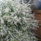 Willow Live Plant Cuttings No Roots 10Cutting Japanese White Dappled