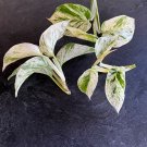 2Unroot Cutting Marble Queen Plant Variegated Plant Rare House plants Rooting Propagation Clippings