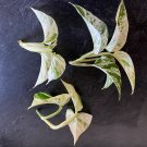 Clippings 4Unroot Cutting Variegated Plant Rare House plants Rooting Propagation Marble Queen Plant