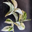 Rare House plants Rooting Propagation Marble Queen Plant Clippings 5Unroot Cutting Variegated Plant