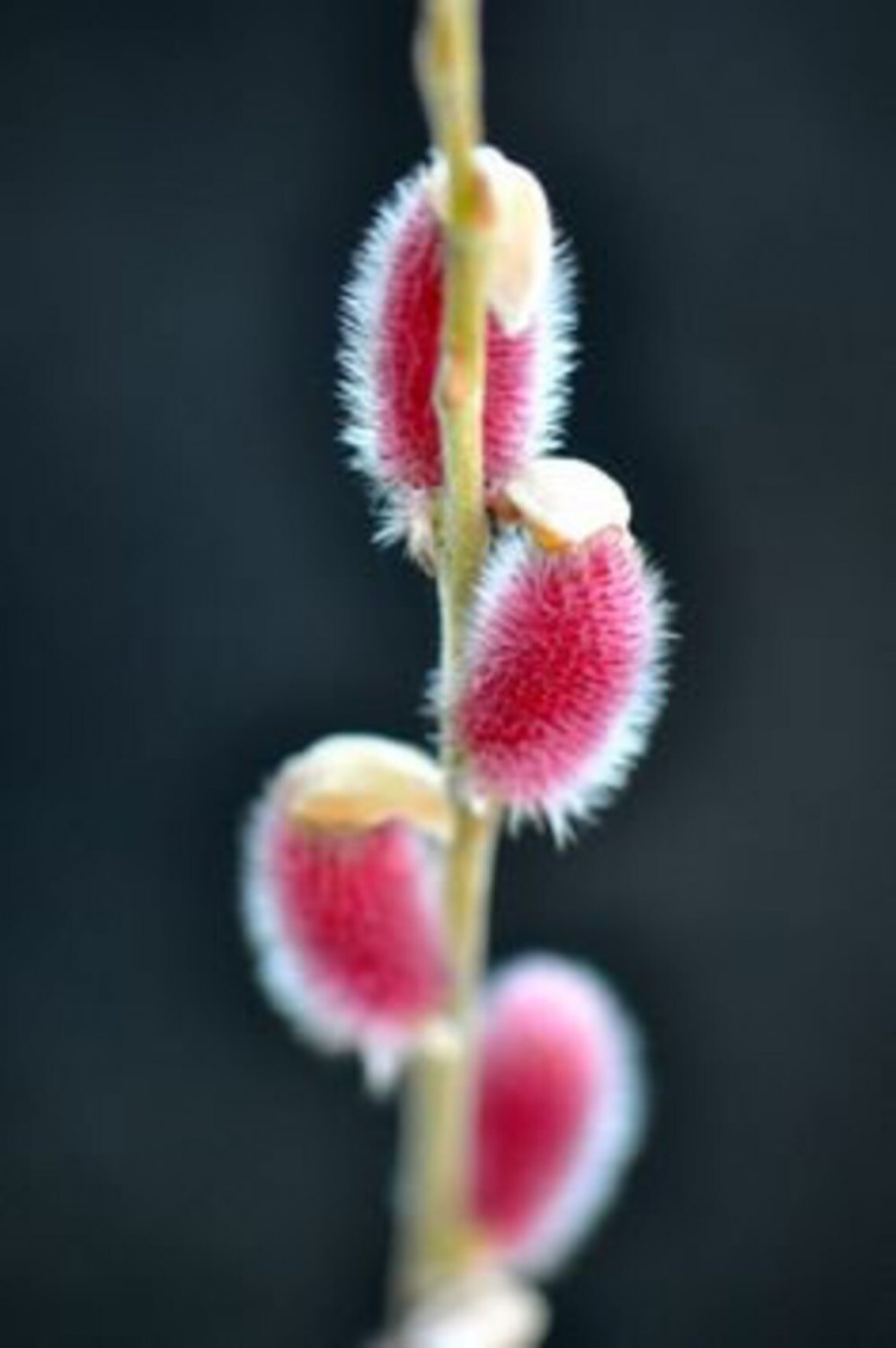 1Pcs Cutting Flower Pink Pussy Willow Cuttings Plant Live Bush Tree Fast Growing Tree Spring