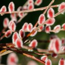 Tree Fast Growing Tree Spring 3Pcs Cutting Pussy Willow Cuttings Plant Live Bush T Flower Pink