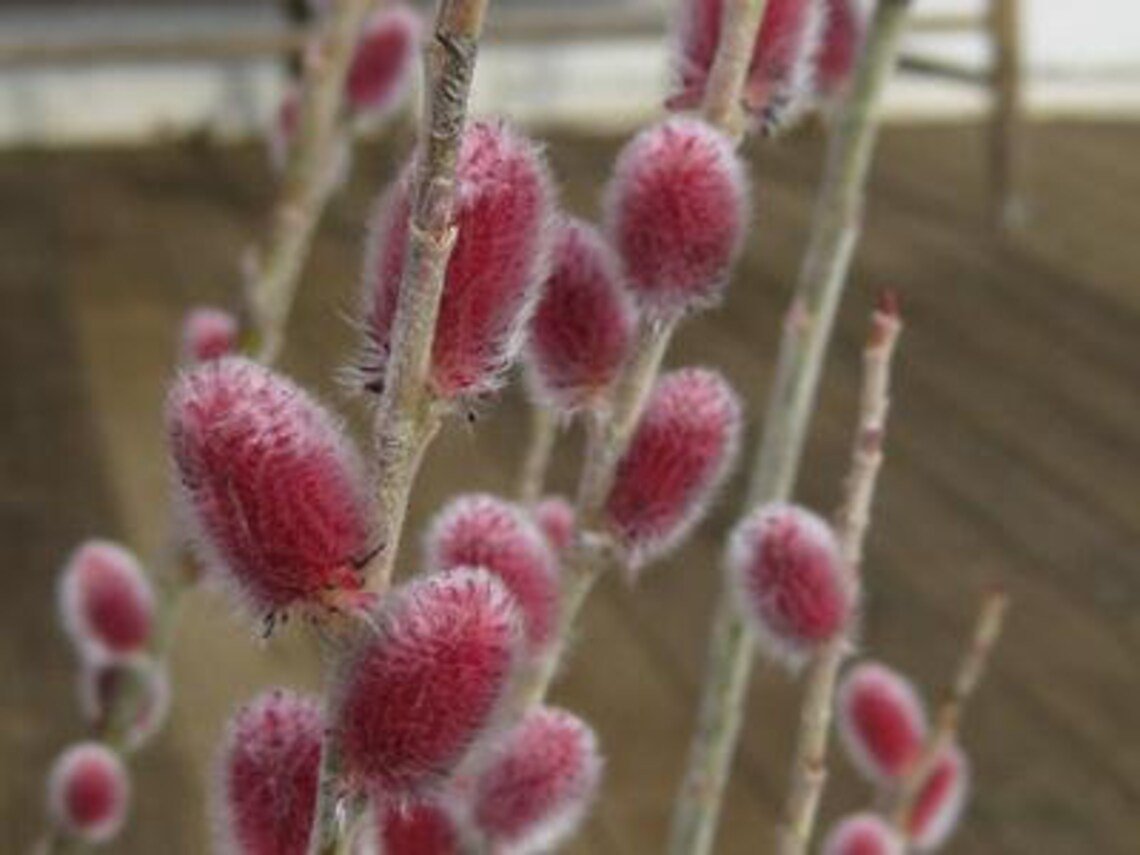 Cuttings Plant Live Bush Flower Pink Tree Fast Growing Tree Spring 4Pcs Cutting Pussy Willow
