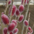 Cuttings Plant Live Bush Flower Pink Tree Fast Growing Tree Spring 4Pcs Cutting Pussy Willow
