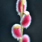 Cuttings Plant Live 5Pcs Cutting Pussy Willow Bush Flower Pink Tree Fast Growing Tree Spring