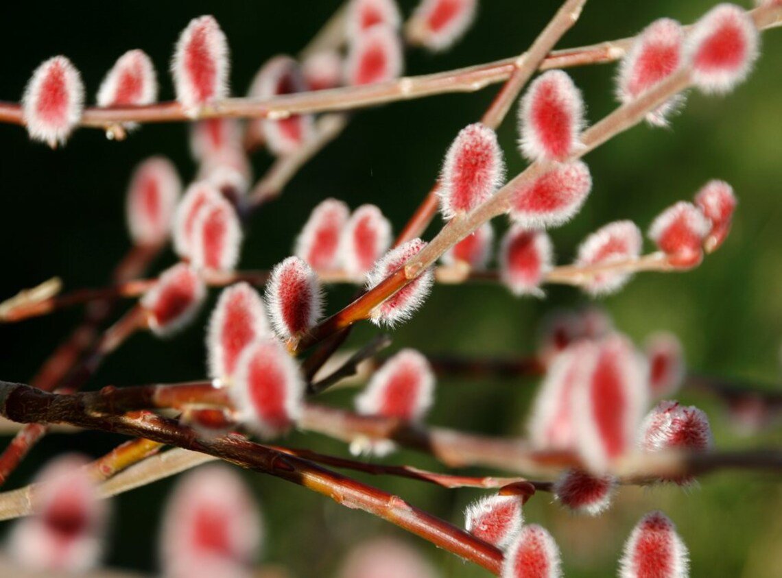 Pink Tree Fast Growing Tree Spring Cuttings Plant Live 10 Cutting Pussy Willow Bush Flower