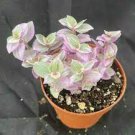 3 Cuttings Pink Panther Plant Fast Growing Plants Callisia Repens Tradescantia Wandering Jew