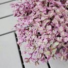 Plants Callisia Repens Tradescantia Wandering Jew 6 Cuttings Pink Panther Plant Fast Growing
