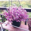 Plants Callisia Repens Tradescantia Wandering Jew 11 Cuttings Pink Panther Plant Fast Growing