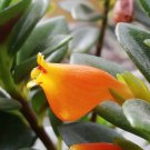 5 Cutting Goldfish Plant Cuttings House Plants Succulents