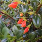 House Plants Succulents 7 Cutting Goldfish Plant Cuttings