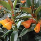 Succulents 10 Cutting Goldfish Plant Cuttings House Plants Flower Beauty