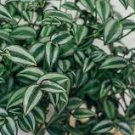 2 Cuttings Houseplants Cuttings Live Plants Tradescantia Fluminensis Variegata Green and White