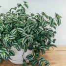 Live Plants Tradescantia Fluminensis Variegata Green and White 3 Cuttings Houseplants Cuttings