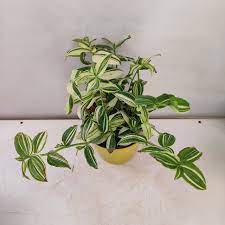 Live Plants Tradescantia Fluminensis Variegata Green and White 3 Cuttings Houseplants Cuttings