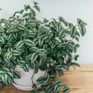 Fluminensis Variegata Green and White 5 Cuttings Houseplants Cuttings Live Plants Tradescantia