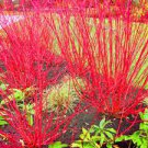1Pcs Cutting Red Twig Dogwood Plant Cuttings plants Fast Growing Trees