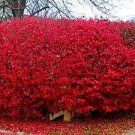 Cuttings plants Fast Growing Trees 3Pcs Cutting Dogwood Plant  Red Twig
