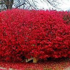 Cuttings plants Fast Growing Trees 3Pcs Cutting Dogwood Plant  Red Twig