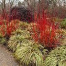 Cuttings plants Fast Growing Trees 5Pcs Cutting Dogwood Plant  Red Twig