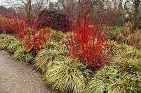 Cuttings plants Fast Growing Trees 5Pcs Cutting Dogwood Plant  Red Twig