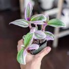 Pink Nanouk Succulent House Plants for Houseplants 2 Rooted Cuttings Tradescantia