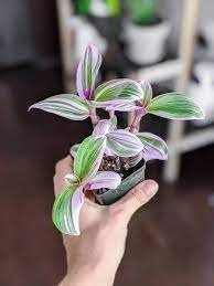 Pink Nanouk Succulent House Plants for Houseplants 2 Rooted Cuttings Tradescantia