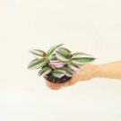 Cuttings Tradescantia Pink Nanouk Succulent House Plants for Houseplants 3 Rooted