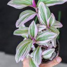 Succulent House Plants for Houseplants 5 Rooted Cuttings Tradescantia Pink Nanouk