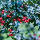 1 Cutting English Holly Plant Cuttings Darker Leaf plants Fast Growing Trees Shrubs