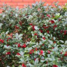 Cuttings Darker Leaf plants Fast Growing Trees Shrubs 3 Cutting English Holly Plant