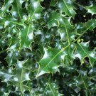 Trees Shrubs 5 Cutting English Holly  Cuttings Darker Leaf plants Fast Growing