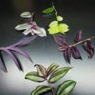 Cuttings Houseplants Box Live Indoor House Plants 2Pcs Tradescantia Plant