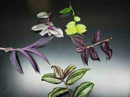 Cuttings Houseplants Box Live Indoor House Plants 2Pcs Tradescantia Plant