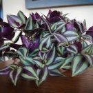 Wandering Jew Houseplants Live Plant 6 Cuttings Tradescantia Zebrina Burgundy Color
