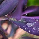 Tradescantia Live Wandering Jew Spiderwort Purple Queen 1Pcs Plant Cuttings Purple Passion