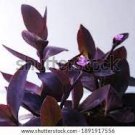 2Pcs Plant Cuttings Purple Passion Tradescantia Live Wandering Jew Spiderwort Purple Queen