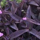 Wandering Jew Spiderwort Purple Queen 4Pcs Plant Cuttings Purple Passion Tradescantia Live